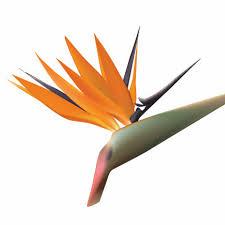 Products: Click & Collect Strelitzia Orange - Jan Maree Flowers