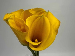 Click & Collect Yellow Calla Lilies - Jan Maree Flowers
