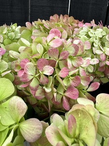 dClick & Collect Hydrangeas Antique Green - Jan Maree Flowers