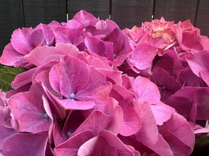 dClick & Collect Hydrangeas Pink - Jan Maree Flowers