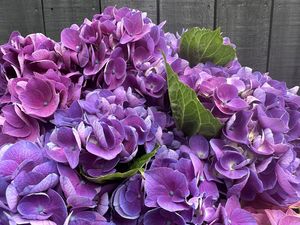 Products: dClick & Collect Hydrangeas Purple - Jan Maree Flowers