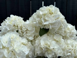 dClick & Collect Hydrangeas White - Jan Maree Flowers