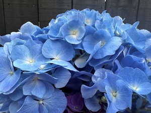 dClick & Collect Hydrangeas Blue - Jan Maree Flowers