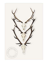 Framed Print - Antlers x 3
