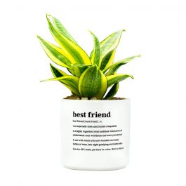Defined Planter Medium: Best Friend Af115444