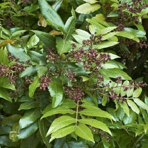 Large Grade Alectryon excelsa - Titoki