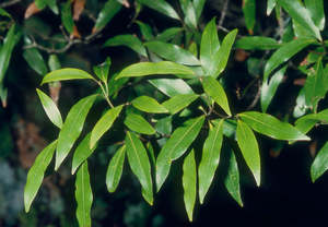 Plants: Large Grade Beilschmiedia tawa