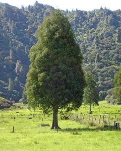 Plants: Large Grade Dacrycarpus dacrydioides - Kaihikatea