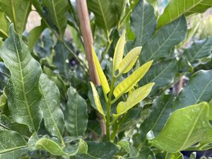 Plants: Large Grade Dysoxylum spectibile