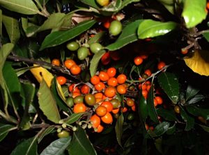 Large Grade Hedycarya arborea - Pigeonwood