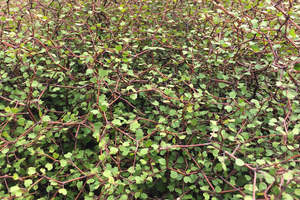Plants: Large Grade Muehlenbeckia astonii