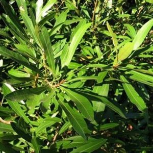 Plants: Large Grade Mysine salicna