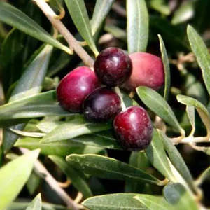 Large Grade Olea 'El Greco' Standard