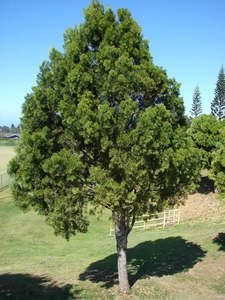 Plants: Large Grade Podocarpus gracilior - Fern Pine