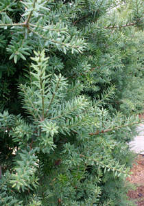 Plants: Large Grade Podocarpus 'Matapouri Blue'