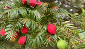 Plants: Large Grade Prumnopitys ferrugineus - Miro