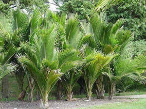 Plants: Large Grade Rhopalostylis sapida - Nikau