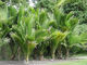 Large Grade Rhopalostylis sapida - Nikau