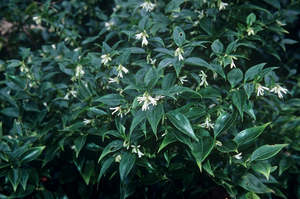 Sarcococca rusicifolia