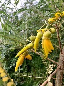 Plants: Sophora molloyii 'Dragons Gold'