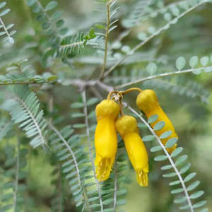 Plants: Large Grade Sophora longicarinata