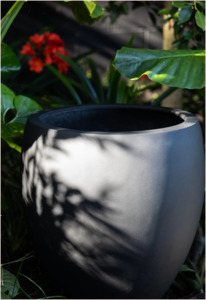 Franoma Amarillo Planter