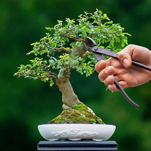 Gifts: Bonsai Concave Cutter 6x20cm