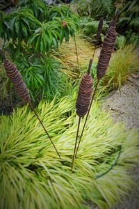 Steel Grounded Art: Grounded Art - Rusty Raupo 1500mm