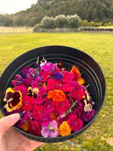 Edible Flower Punnet