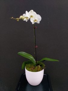 Double Stem Phaleanopsis Orchid