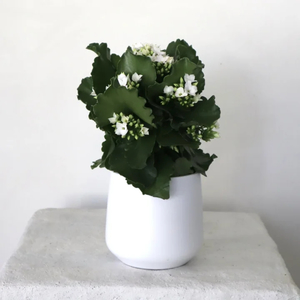 Gifts: Potted Kalenchoe