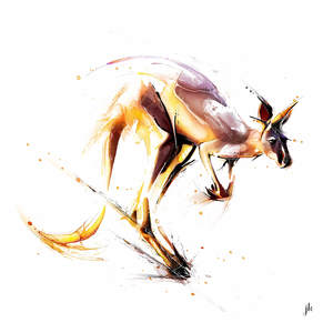 Australia Animal Art: Kangaroo Canvas Print