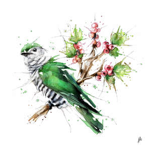 Shining Cuckoo Canvas Print