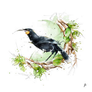 Huia Canvas Print