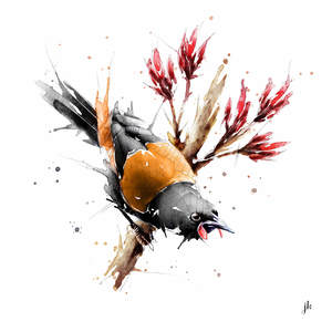 Bird Art Nz: Saddleback Canvas Print