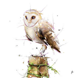 Barn Owl Canvas Print