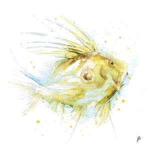 Fish Art Nz: John Dory Canvas Print
