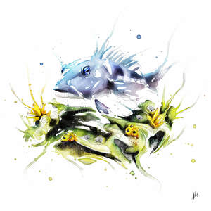 Fish Art Nz: Blue Cod Canvas Print