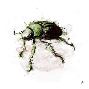 Art With Animals: Beetle Canvas Print