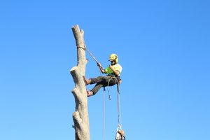 Arborist Services