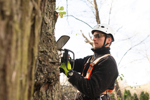 Qualified and Insured Arborists in North Shore
