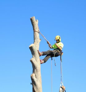 Products: Qualified and Insured Arborist in Gisborne