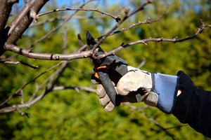 Hawkes Bay Arborist