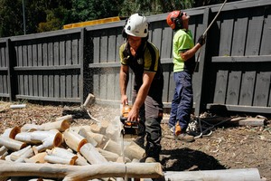 Products: The Cost of Palm Tree Removal