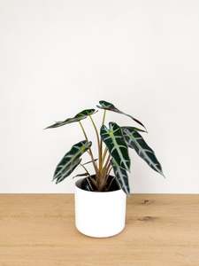 Alocasia Bambino