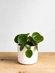 Plants: Pilea Peperomioides