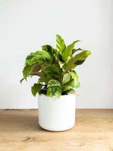 Plants: Calathea Yellow Fusion