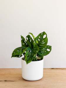 Plants: Monstera - Monkey Mask