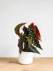 Plants: Begonia Polka Dot