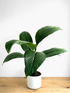 Plants: Spathiphyllum Sensation